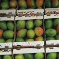 mangoes-saveurs-du-sud.jpg
