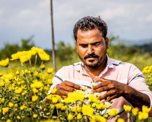 A flower farmer in a field of flowers