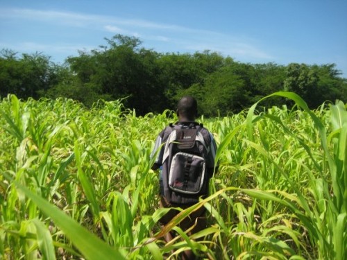 Person in a field in Haiti.